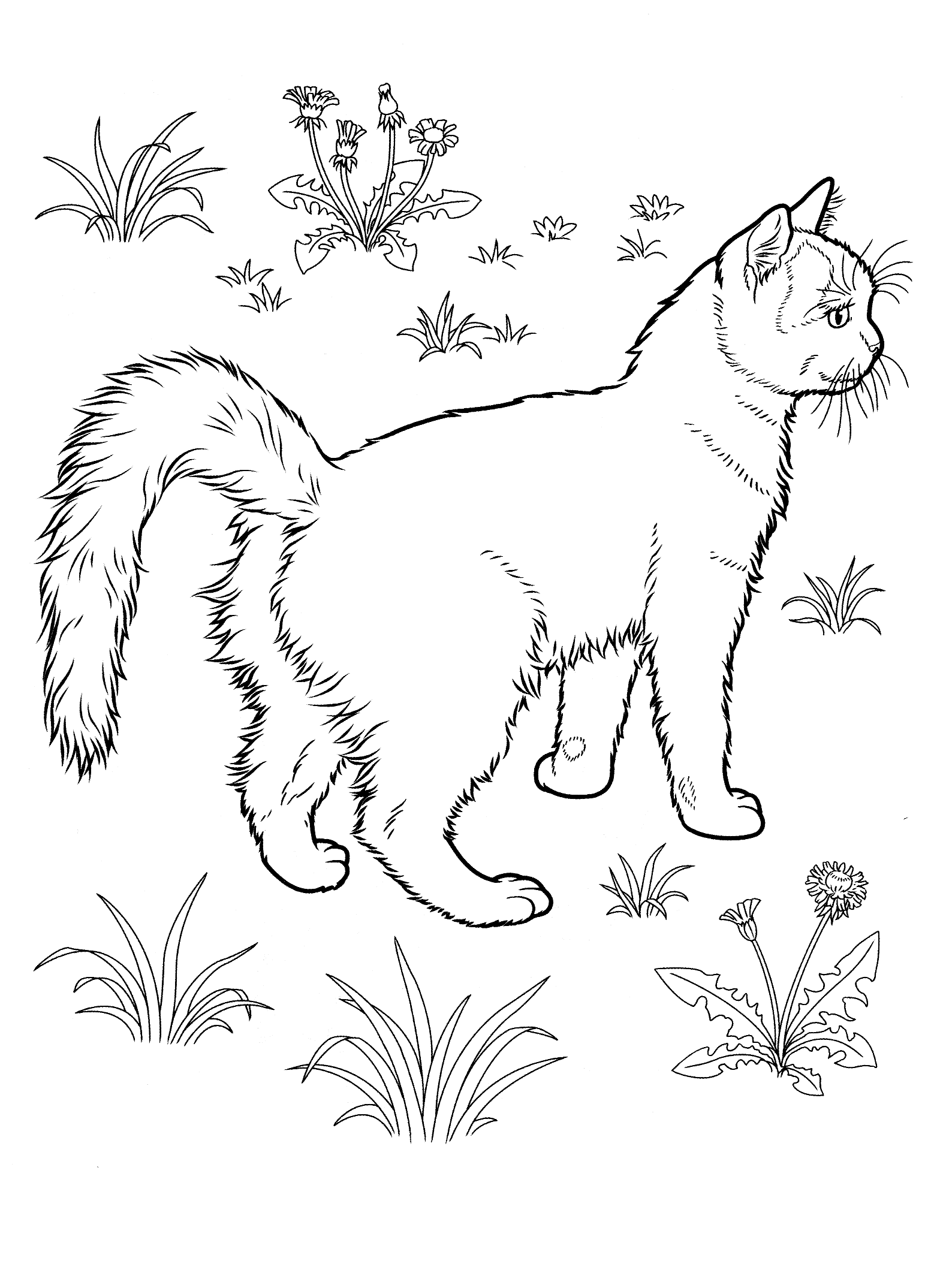 planse desene de colorat pisica